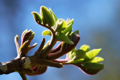 Juglans ailantifolia 'Cordiformis' - ořešák pajasanovitý - jarní pučení